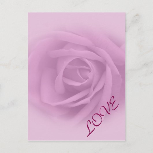 Beautiful Lilac Rose Postkarte (Vorderseite)