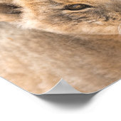 Beautiful Lion Cub Foto Wall Poster (Ecke)