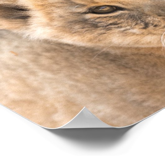 Beautiful Lion Cub Foto Wall Poster (Ecke)