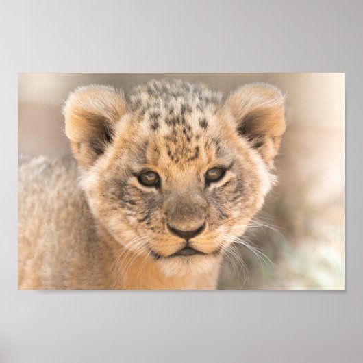 Beautiful Lion Cub Foto Wall Poster (Vorne)