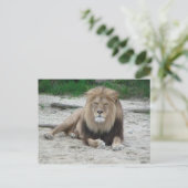 Beautiful Lion Postkarte (Stehend Vorderseite)