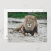 Beautiful Lion Postkarte (Vorne/Hinten)