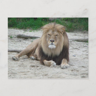 Beautiful Lion Postkarte