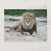Beautiful Lion Postkarte (Vorderseite)