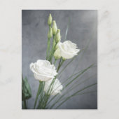 Beautiful Lisianthus White Blume Postcard Postkarte (Vorderseite)