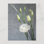Beautiful Lisianthus White Blume Postkarte (Vorderseite)