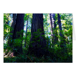 Beautiful Lush Redwood Forest