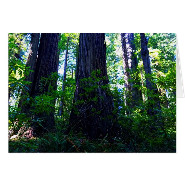 Beautiful Lush Redwood Forest (Vorderseite (Horizontal))