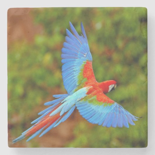 Beautiful Macaw Stone Untersetzer (Vorderseite)