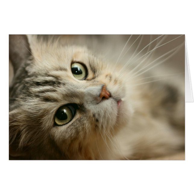 Beautiful Maine Coon (Vorderseite (Horizontal))