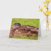 Beautiful Mallard Duck wird gut Karte (Gelbe Blume)