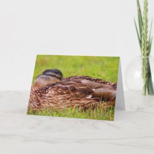 Beautiful Mallard Duck wird gut Karte