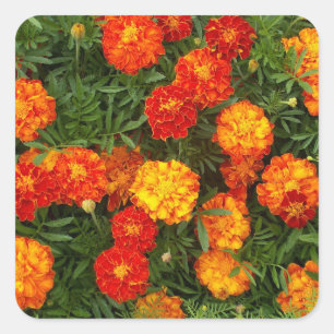 Beautiful Marigolds Sticker Set