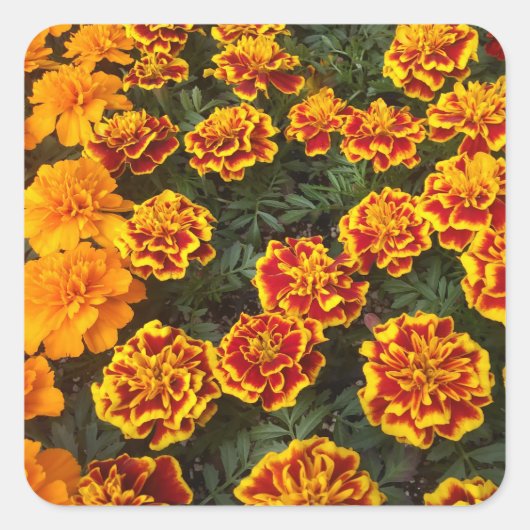 Beautiful Marigolds Sticker Set (Vorderseite)
