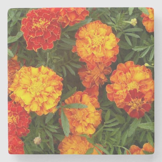 Beautiful Marigolds Stone Untersetzer (Vorderseite)