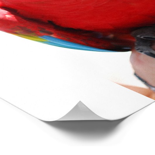 Beautiful McCaw Poster (Ecke)