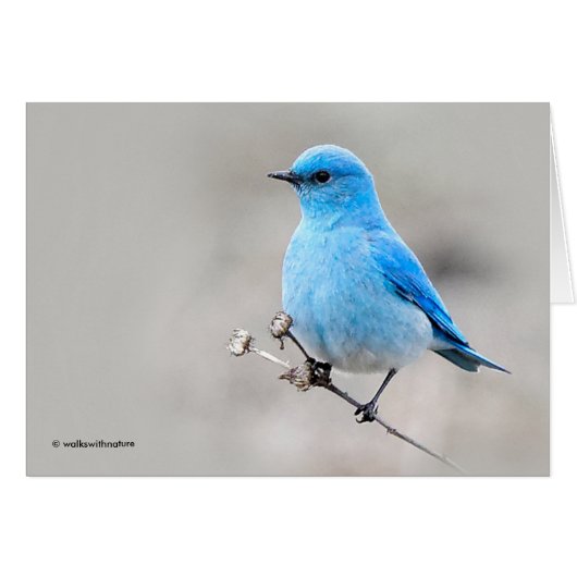 Beautiful Mountain Bluebird (Vorderseite (Horizontal))