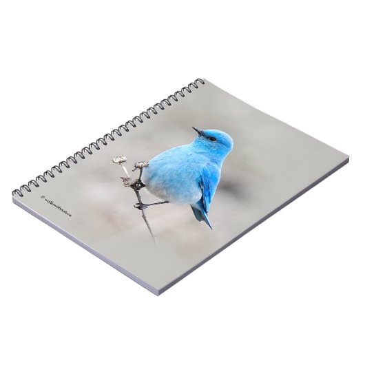 Beautiful Mountain Bluebird Notizblock (Linke Seite)