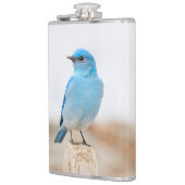 Beautiful Mountain Bluebird on Beach Stump Flachmann (Links)