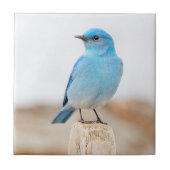 Beautiful Mountain Bluebird on Beach Stump Fliese (Vorderseite)