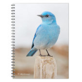 Beautiful Mountain Bluebird on Beach Stump Notizblock (Vorderseite)