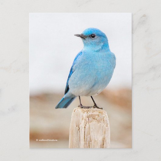 Beautiful Mountain Bluebird on Beach Stump Postkarte (Vorderseite)