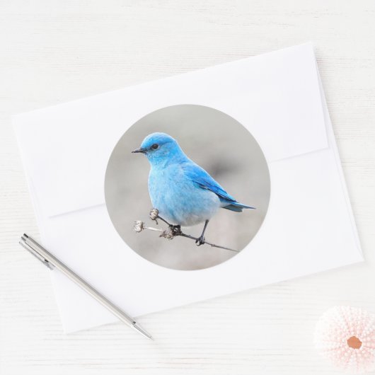 Beautiful Mountain Bluebird Runder Aufkleber (Umschlag)