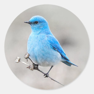 Beautiful Mountain Bluebird Runder Aufkleber