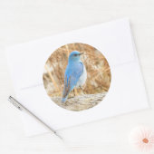 Beautiful Mountain Bluebird Runder Aufkleber (Umschlag)