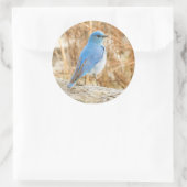 Beautiful Mountain Bluebird Runder Aufkleber (Tasche)