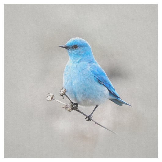 Beautiful Mountain Bluebird Stoff (Muster)