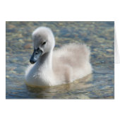 Beautiful Mute Swan Duckling (Vorderseite (Horizontal))