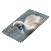 Beautiful Mute Swan Duckling Magnet (Linke Seite)