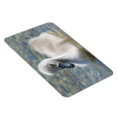 Beautiful Mute Swan Duckling Magnet (Rechte Seite)