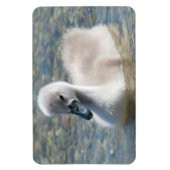 Beautiful Mute Swan Duckling Magnet (Vertikal)