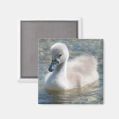 Beautiful Mute Swan Duckling Magnet (Vorderseite/Rückseite)