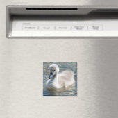 Beautiful Mute Swan Duckling Magnet (In Situ (Geschirrspüler))