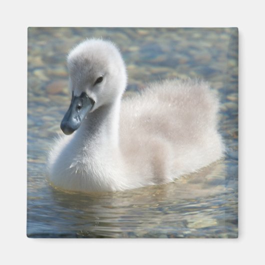 Beautiful Mute Swan Duckling Magnet (Vorne)