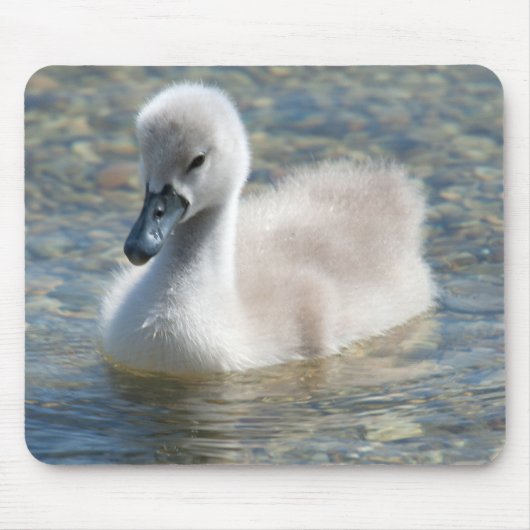 Beautiful Mute Swan Duckling Mousepad (Vorne)
