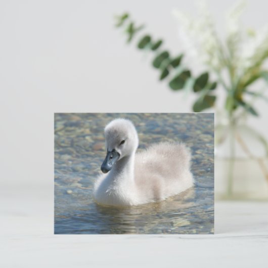 Beautiful Mute Swan Duckling Postkarte (Stehend Vorderseite)
