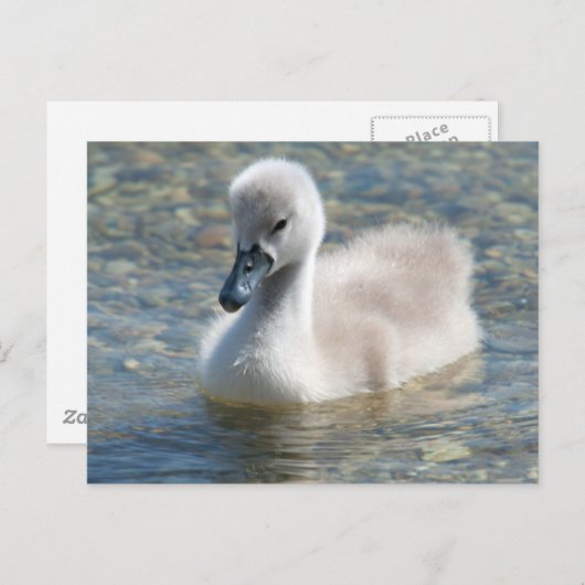 Beautiful Mute Swan Duckling Postkarte (Vorne/Hinten)