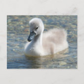 Beautiful Mute Swan Duckling Postkarte (Vorderseite)