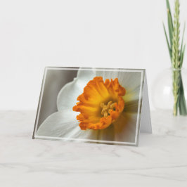 Beautiful Narcissus Bloom Macro Karte