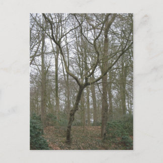 Beautiful Nature I, Send Ugly Postcard Collection Postkarte