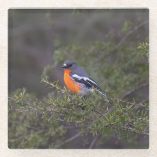 Beautiful Orange Brasted Flame Robin Glasuntersetzer