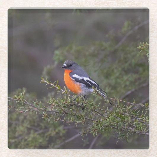 Beautiful Orange Brasted Flame Robin Glasuntersetzer (Vorderseite)
