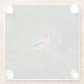 Beautiful Orange Brasted Flame Robin Glasuntersetzer (Rückseite)