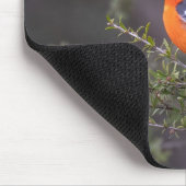 Beautiful Orange Brasted Flame Robin Mousepad (Ecke)