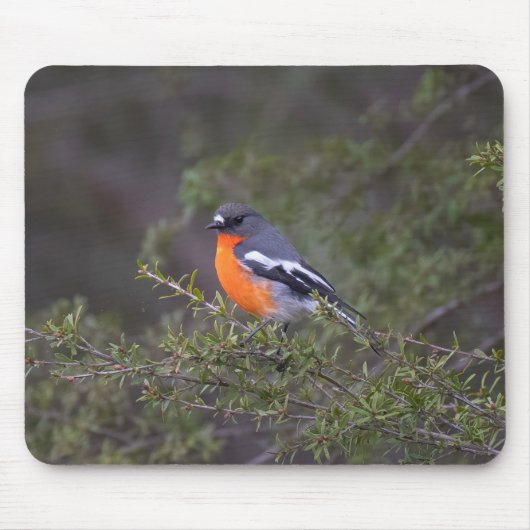 Beautiful Orange Brasted Flame Robin Mousepad (Vorne)