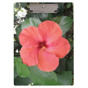 Beautiful Orange Hibiscus Flower Clipboard Klemmbrett